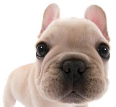 The Dog